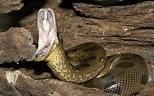 Open mouthed large green anaconda