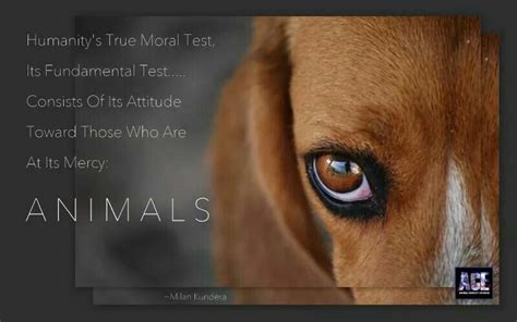 Morality Pet Signs Animal Graphic Morals