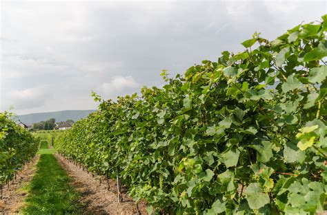 Images Gratuites Paysage La Nature Vignoble Du Vin Champ Ferme