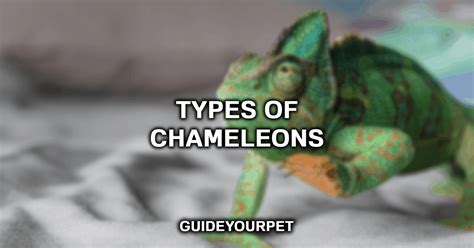 15 Types Of Chameleons That Make Good Pets