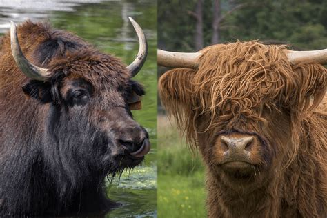 Yak Vs Highland Cattle What Are The Differences Pet Keen