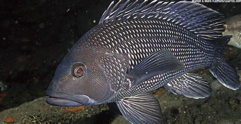 Federal Fish Law Is On The Hook For Black Sea Bass Recovery The Pew