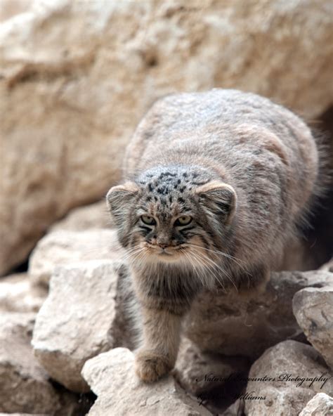 Natural Encounters Photography By Ben Williams Pallas Cat
