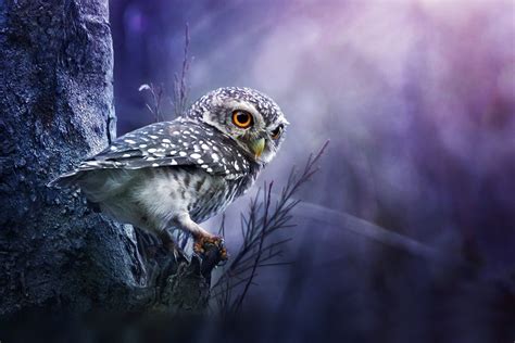 🔥 28 Owls Background Wallpapersafari
