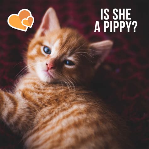 59 Hq Pictures Orange Cat Pair Names 60 Badass Names For Red Or