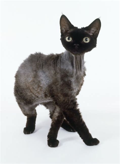 Devon Rex Cat Breed Information Pictures Characteristics And Facts