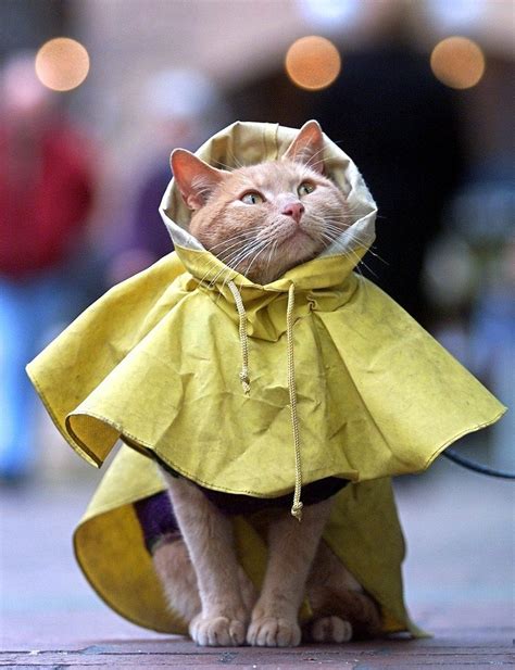 Rain Cat Is Fabulous Cats N Kittens Cat Pictures Cute Kittens
