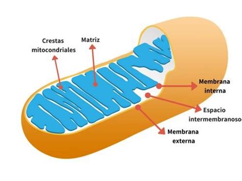 Qué Es La Mitocondria Y Sus Partes Enciclopedia Significados