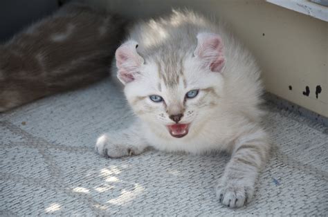 Cat Kittens · Free Photo On Pixabay