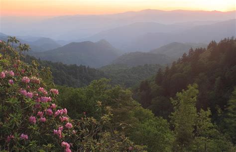 Rhododendron Sunset Wooleyback Overlook Blue Ridge Parkway Photograph