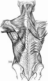 Leg muscles diagram labeled : Back Muscles | ClipArt ETC