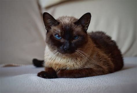 Balinese Cat Letsgetpet