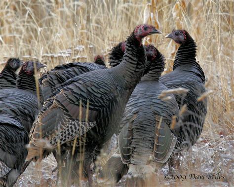 Wild Turkey Flock Nw Montana Wild Turkeys Meleagris Gal Flickr