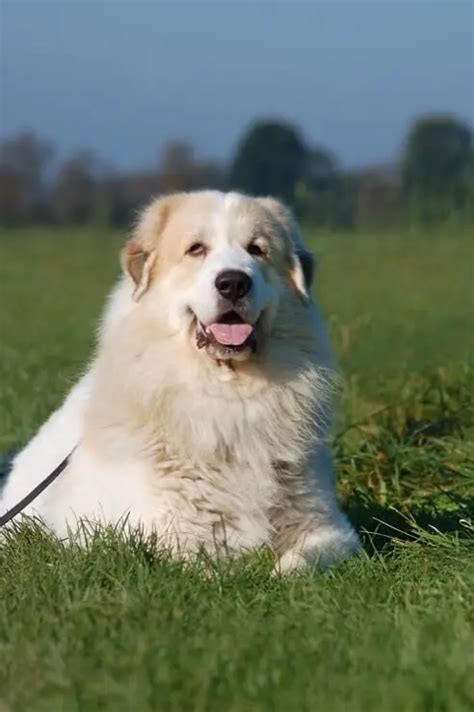 Great Pyrenees German Shepherd Mix The Majestic Lion Perfect Dog Breeds