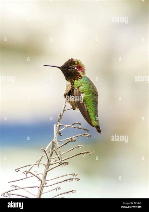 Vista De Perfil De Una Pequeña Annas Hummingbird Sentado En Una Percha