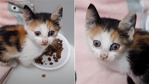 구조된 뒤 태어나서 난생 처음으로 사료 먹자 눈가 촉촉하게 젖은 아기 고양이 네이버 포스트