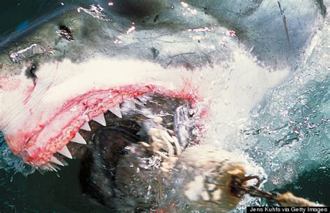 Great White Shark Heading For Britain Says Satellite Tracker
