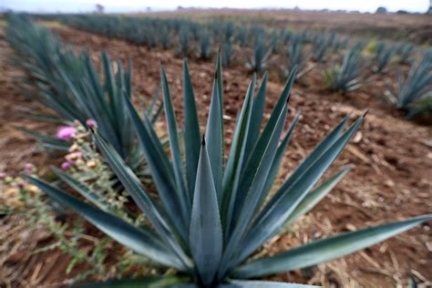 Mexicos Tequila Exporters Warily Eye Us Tariffs Deadline Business