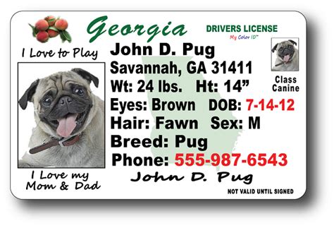 Georgia Drivers License