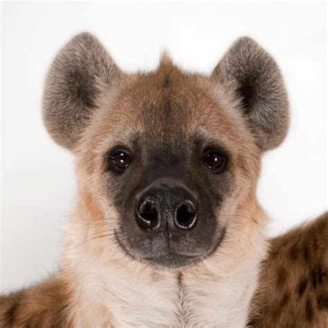 Spotted Hyena National Geographic