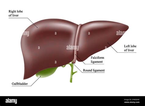 Realistic Liver Anatomy Structure Vector Hepatic System Organ Digestive Gallbladder Organ