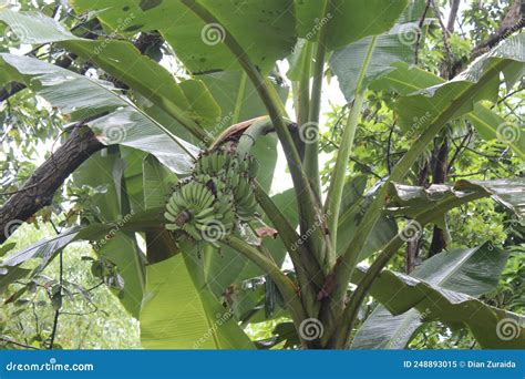 Fruiting Banana Plant Stock Image Image Of Green Fruit 248893015