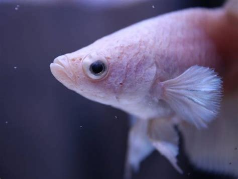 Why Does My Betta Fish Stare At Me Reasons All About Pets