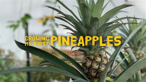 Growing My First Pineapples Youtube