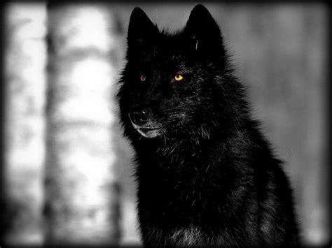 Black Wolf Wallpapers Wallpaper Cave