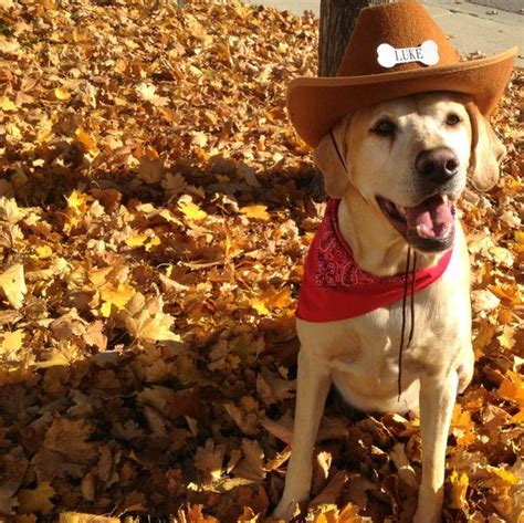 17 Best Labrador Halloween Costume Ideas