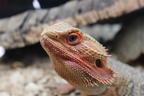 Lizard Bearded Dragon · Free Photo On Pixabay