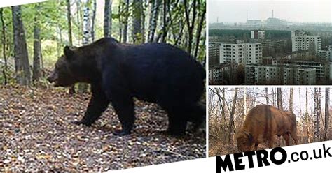 The Chernobyl Nuclear Wasteland Has A Thriving Animal Population