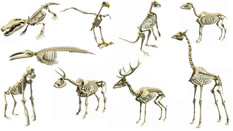 Types Of Animal Skeleton 3d Models Animal Skeletons Animals Types