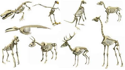Types of Animal Skeleton 3D Models | Animal skeletons, Dog skeleton