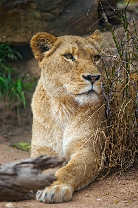 On Black Lioness By Tanya Puntti Slr Photography Guide Large