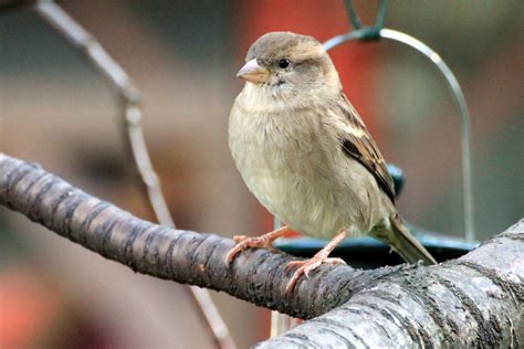 1920x1080 Wallpaper Brown Sparrow Bird Peakpx