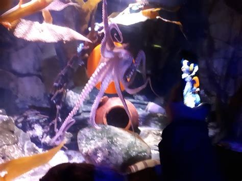 Sea Life London Aquarium 2019 All You Need To Know Before You Go