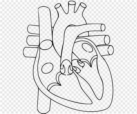 Pulgar Corazón Cuerpo Humano órgano Sistema Circulatorio Corazón