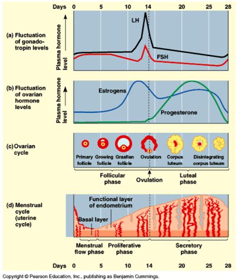 Final Ovarian And Menstruation Cycle Diagram Quizlet