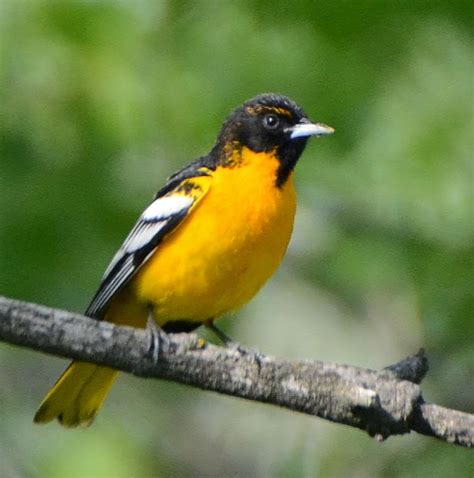 Female orioles take about 7 days to build a nest. Bird Hybrids: November 2014
