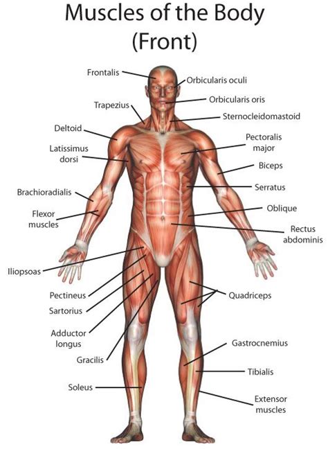 Many muscles are attached to bones at either end via tendons. 11 best Muscles/Labeled images on Pinterest | Physical ...
