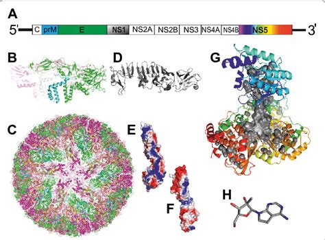 Zika Virus Genome Organization And Structures A Schematic