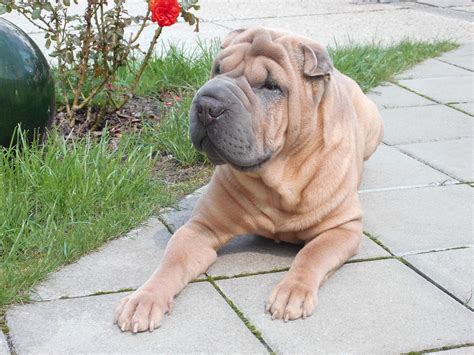 Shar Pei Dog Breed Info Read Before You Get A Puppy