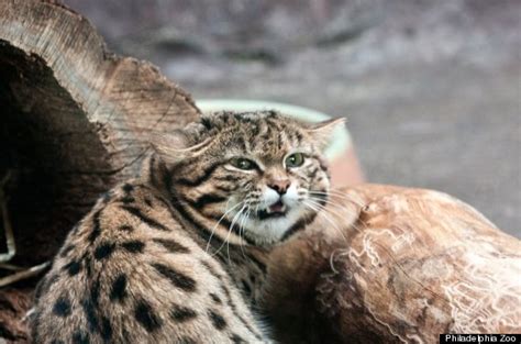 The Black Footed Cat Kittens Are Back And Hunting Crickets Huffpost