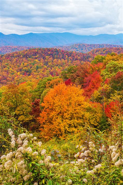 Fall Brilliance In Asheville North Carolina Autumn Scenery Fall