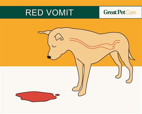 Dog Vomit Color Guide What Different Shades Mean Great Pet Care