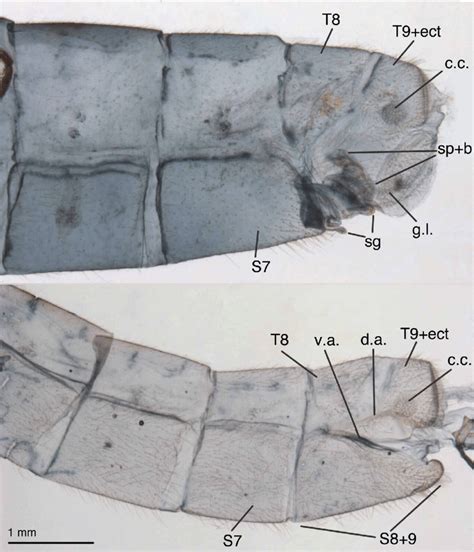 Leucochrysa L Boxi Terminal Segments Of Abdomen A6 A9 Lateral