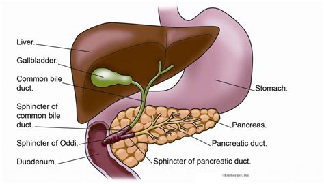 Anatomy Of Liver And Pancreas Images