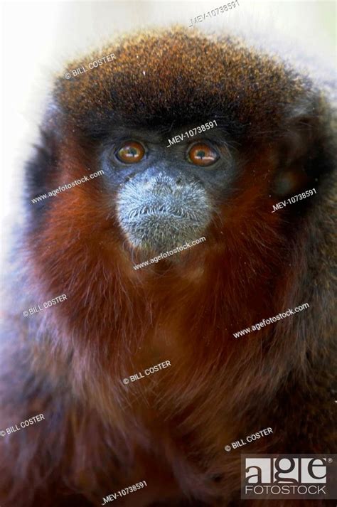 Red Titi Monkey Callicebus Cupreus Stock Photo Picture And Rights
