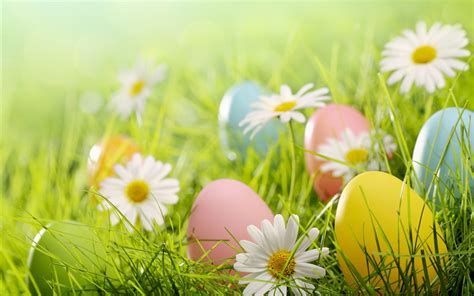 Easter Eggs White Daisies Flowers Grass Wallpaper Celebrations